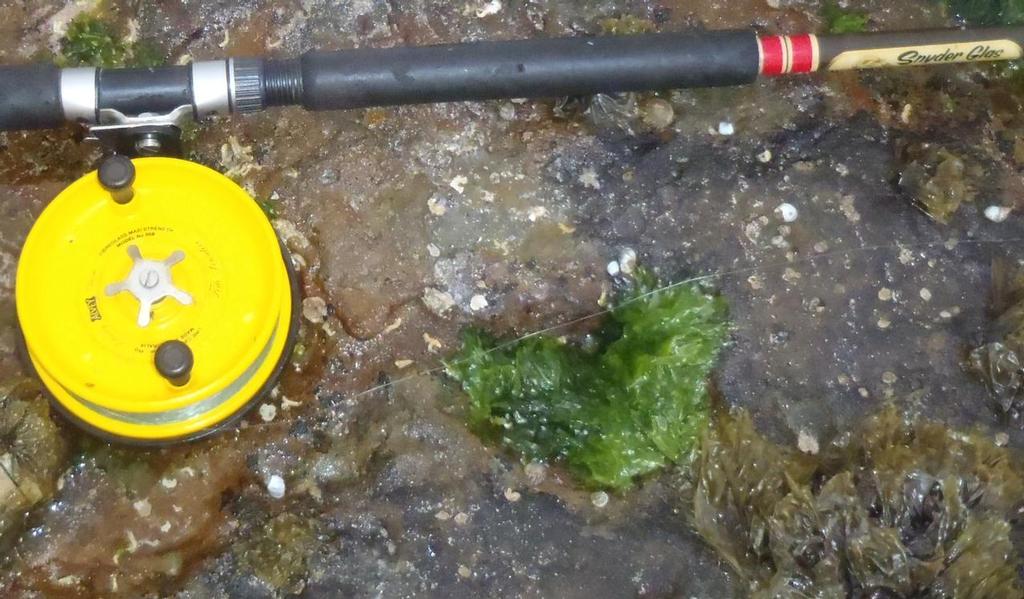 Green and brown cabbage can be use off the rocks and in the esturay © Gary Brown